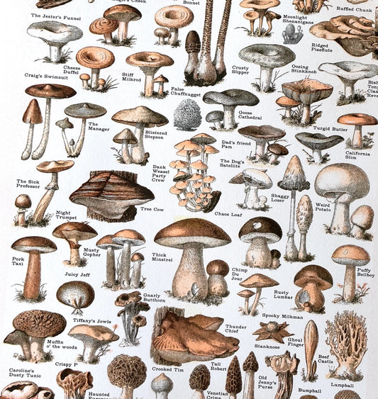 Common Mushrooms Risograph Print