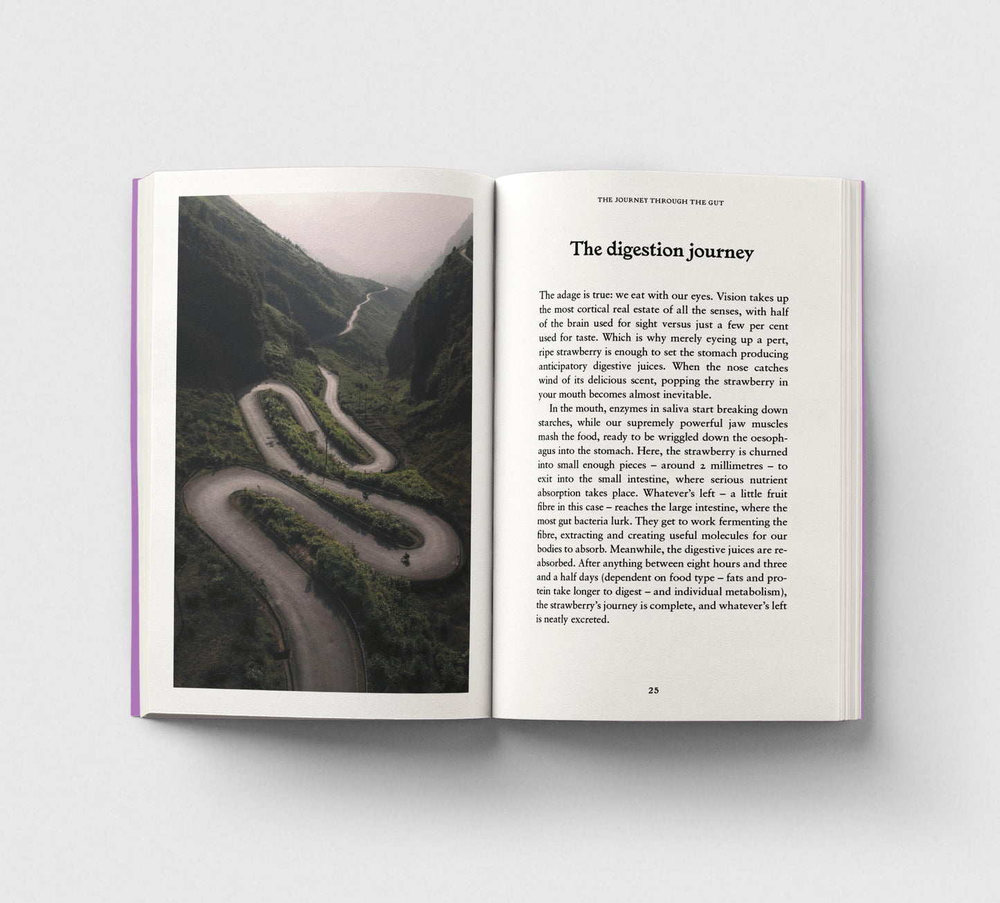 The Gut, A Pocket Primer