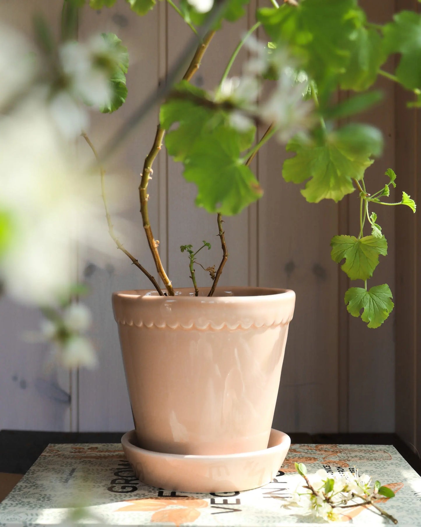 Helena Pot With Saucer - Rose