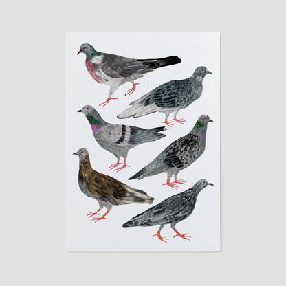 Pigeons A3 Print