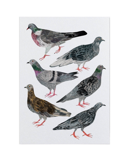 Pigeons A3 Print