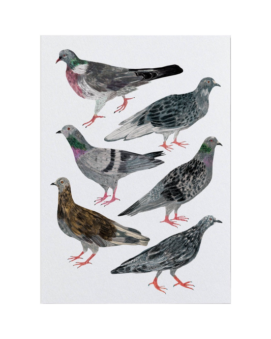 Pigeons A3 Print