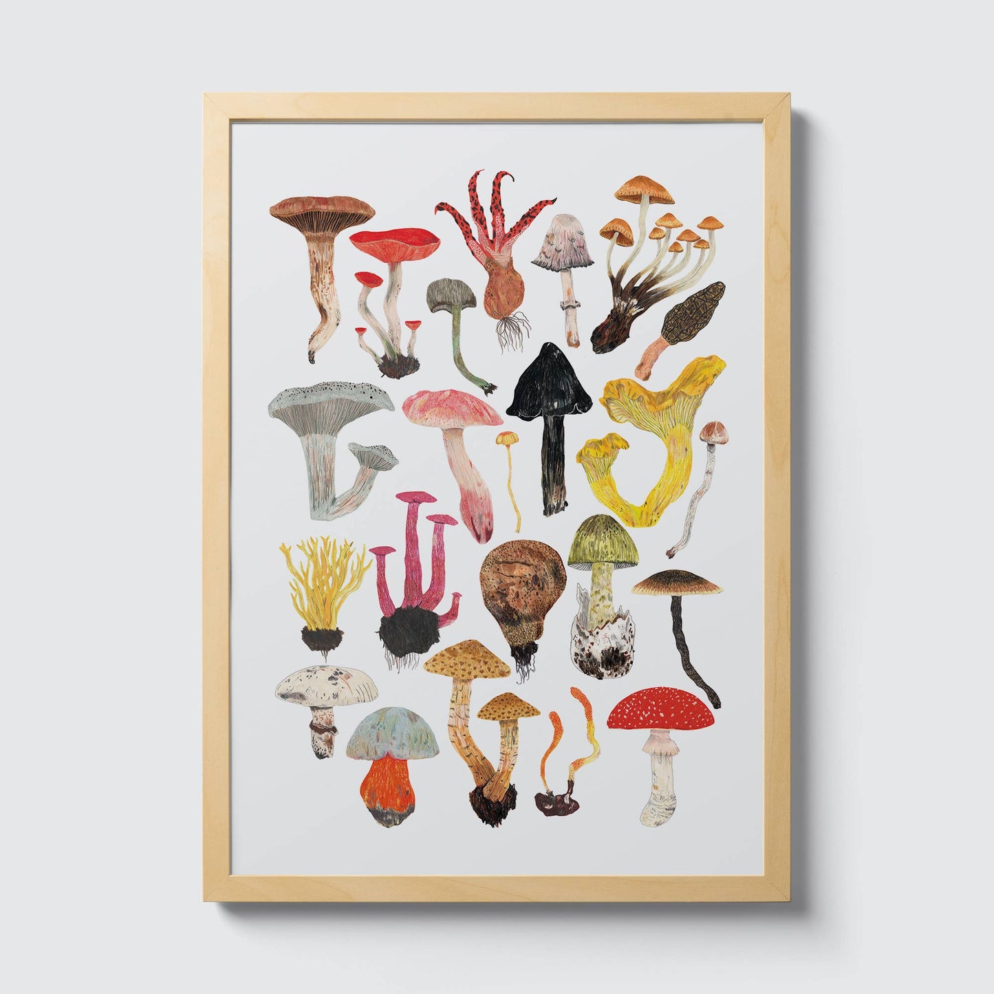 Mushrooms and Toadstools A3 Print