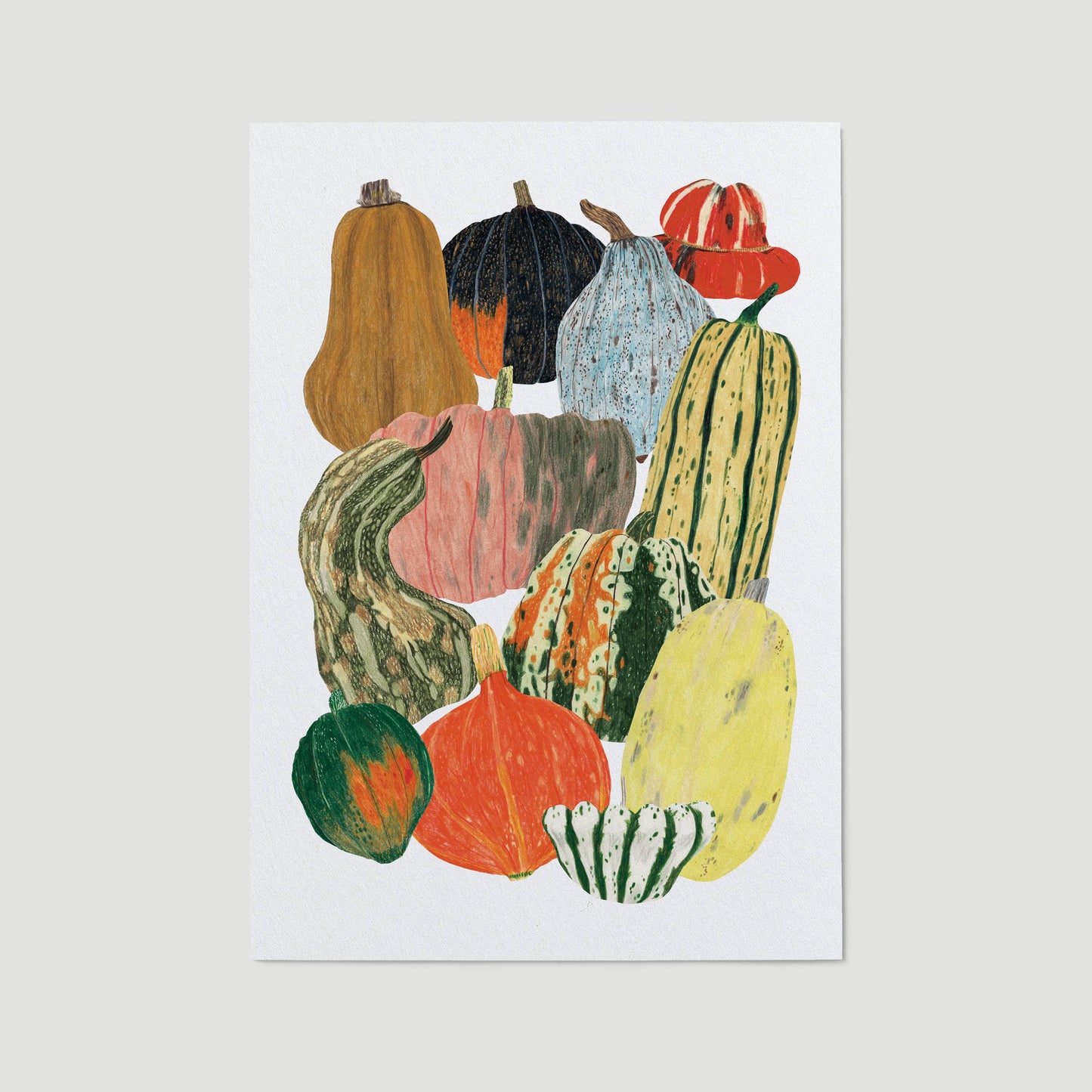 Pumpkin Squash A3 Print