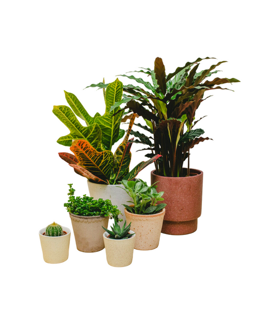 Mystery House Plant Box