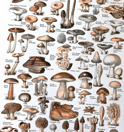 Common Mushrooms Risograph Print