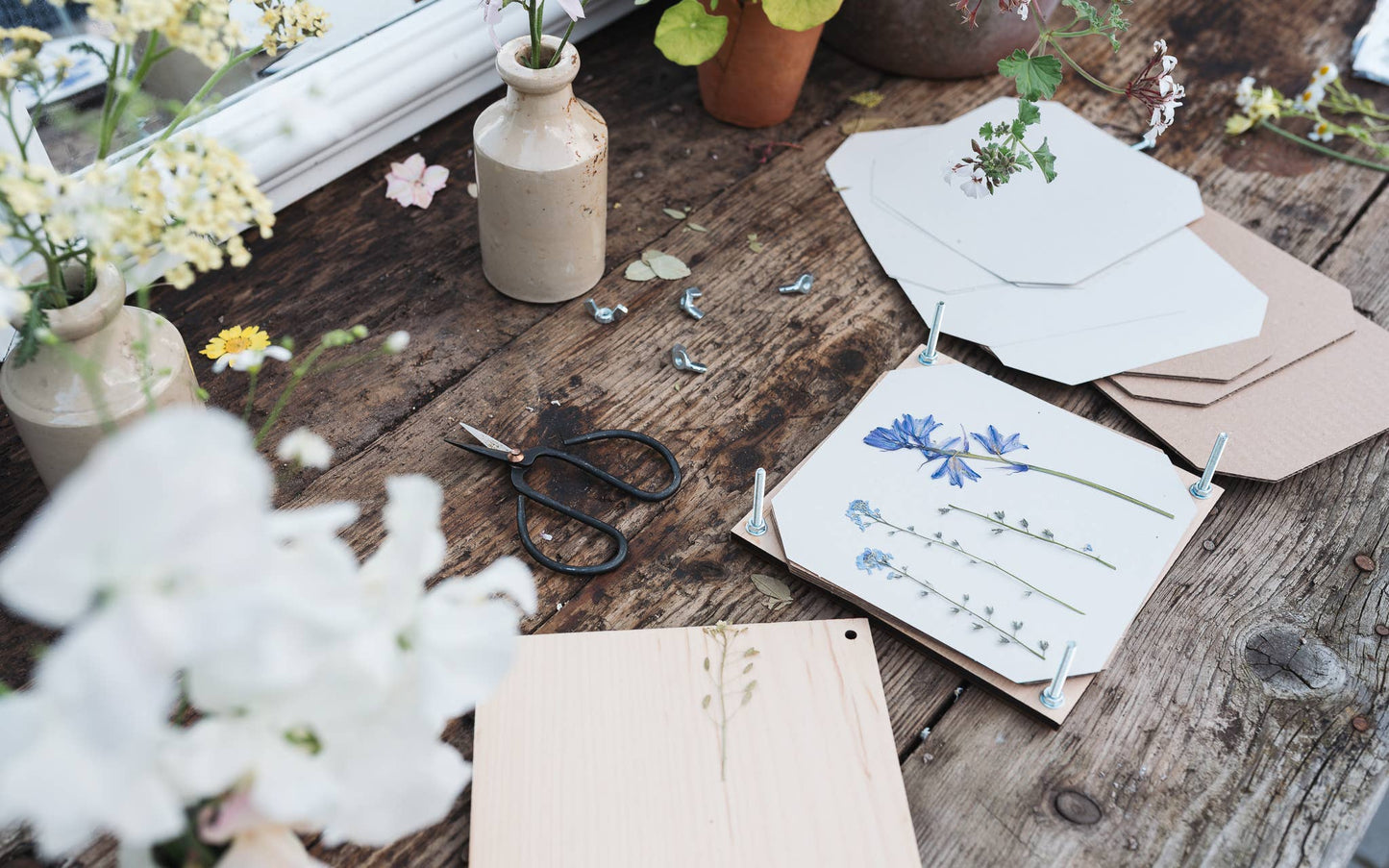 Flower Press / Daisy