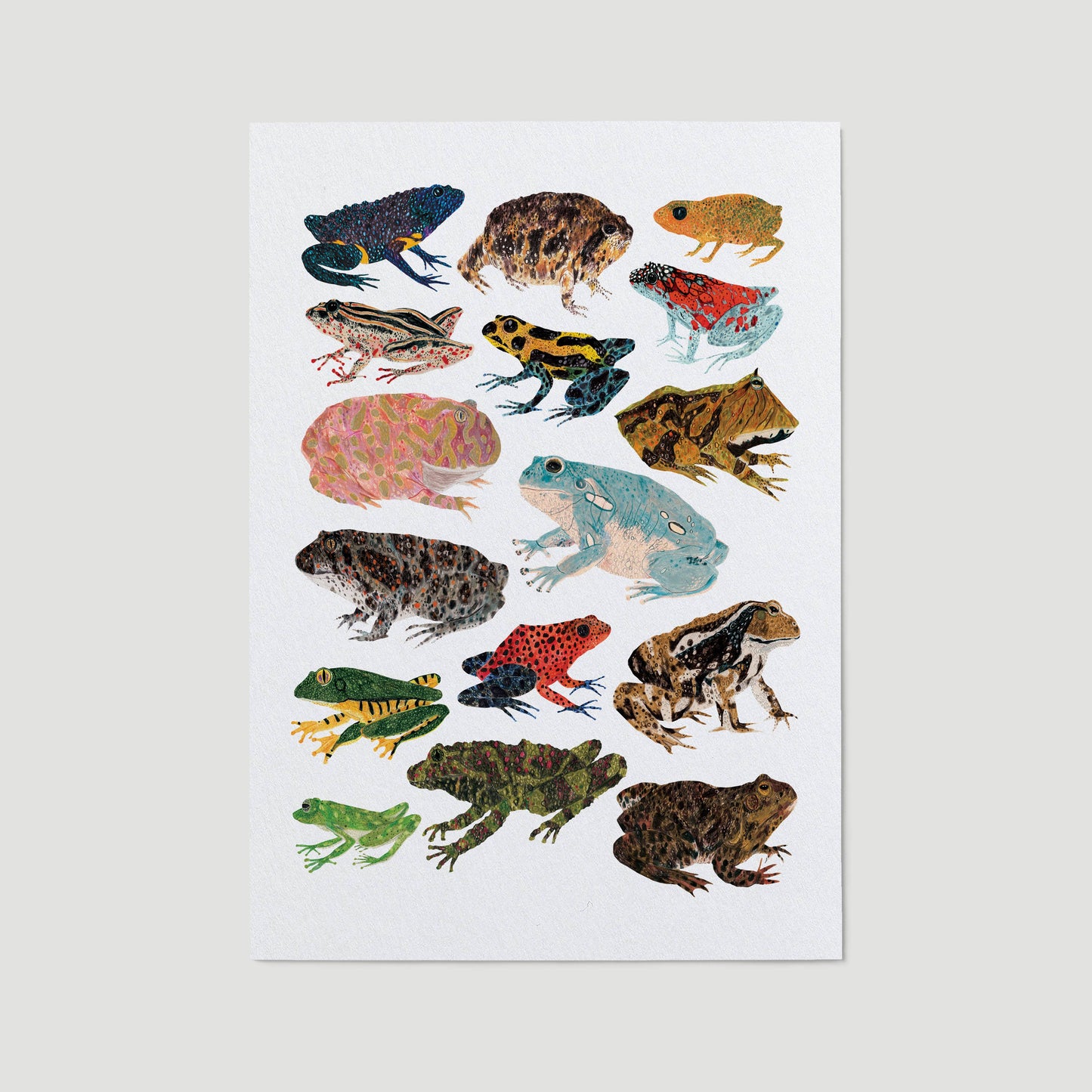 Frogs and Toads A3 Print