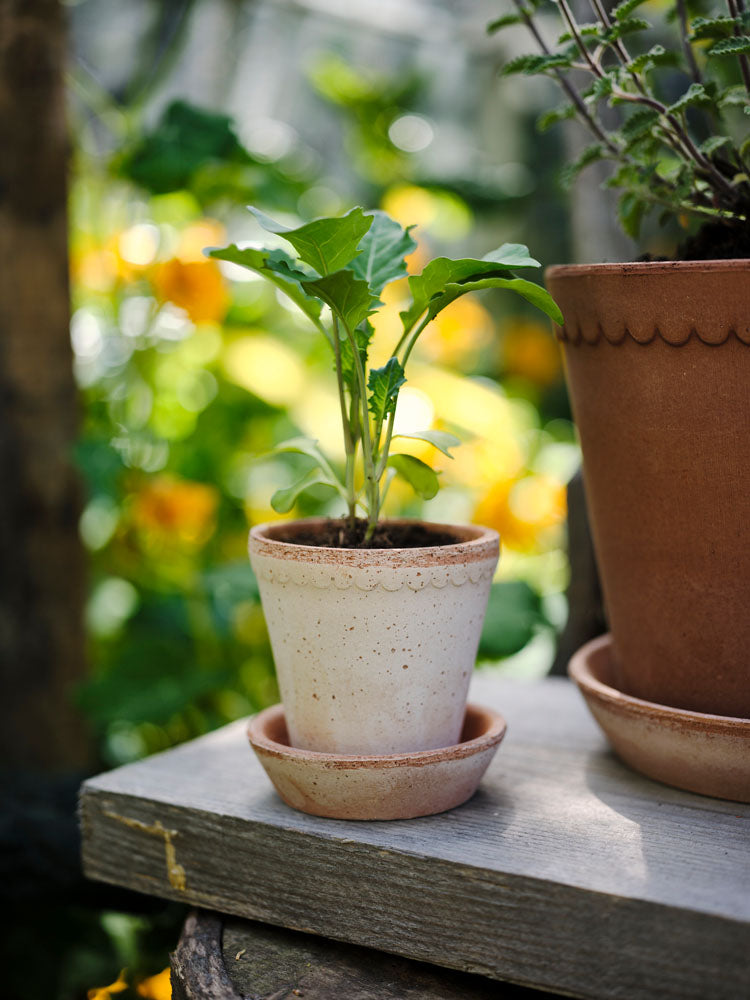 Helena Pot With Saucer - Rose