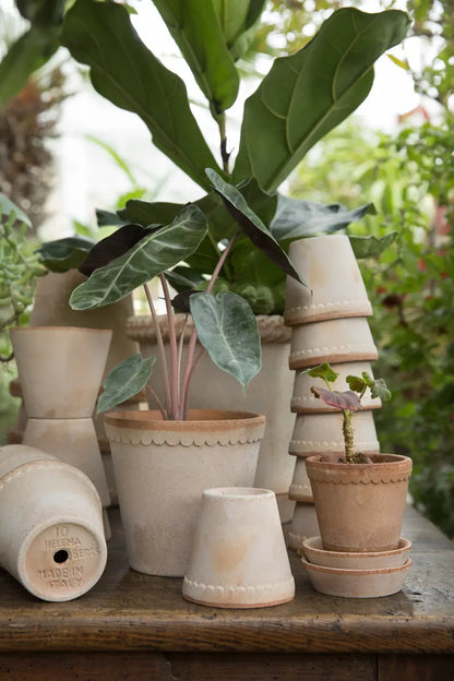 Helena Pot With Saucer - Rose