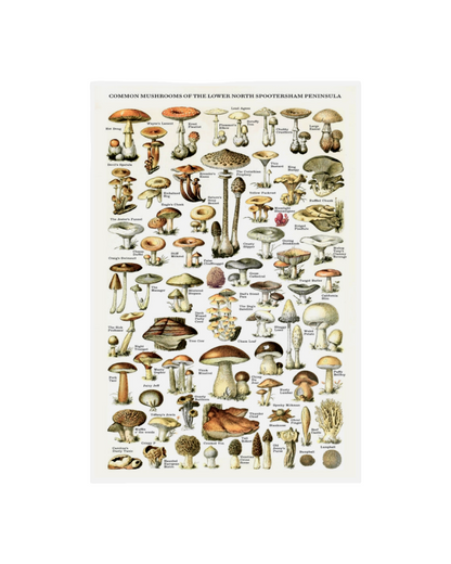 Common Mushrooms Risograph Print