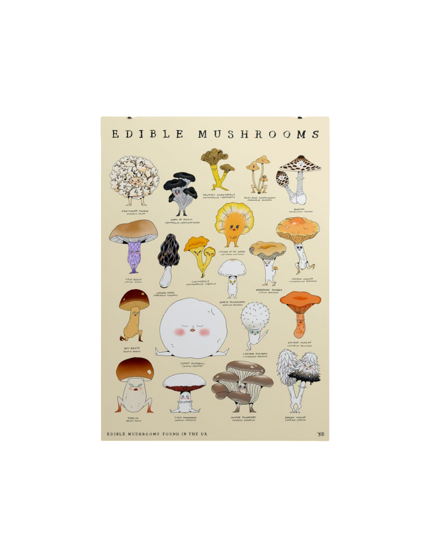 Edible Mushrooms A3 Print