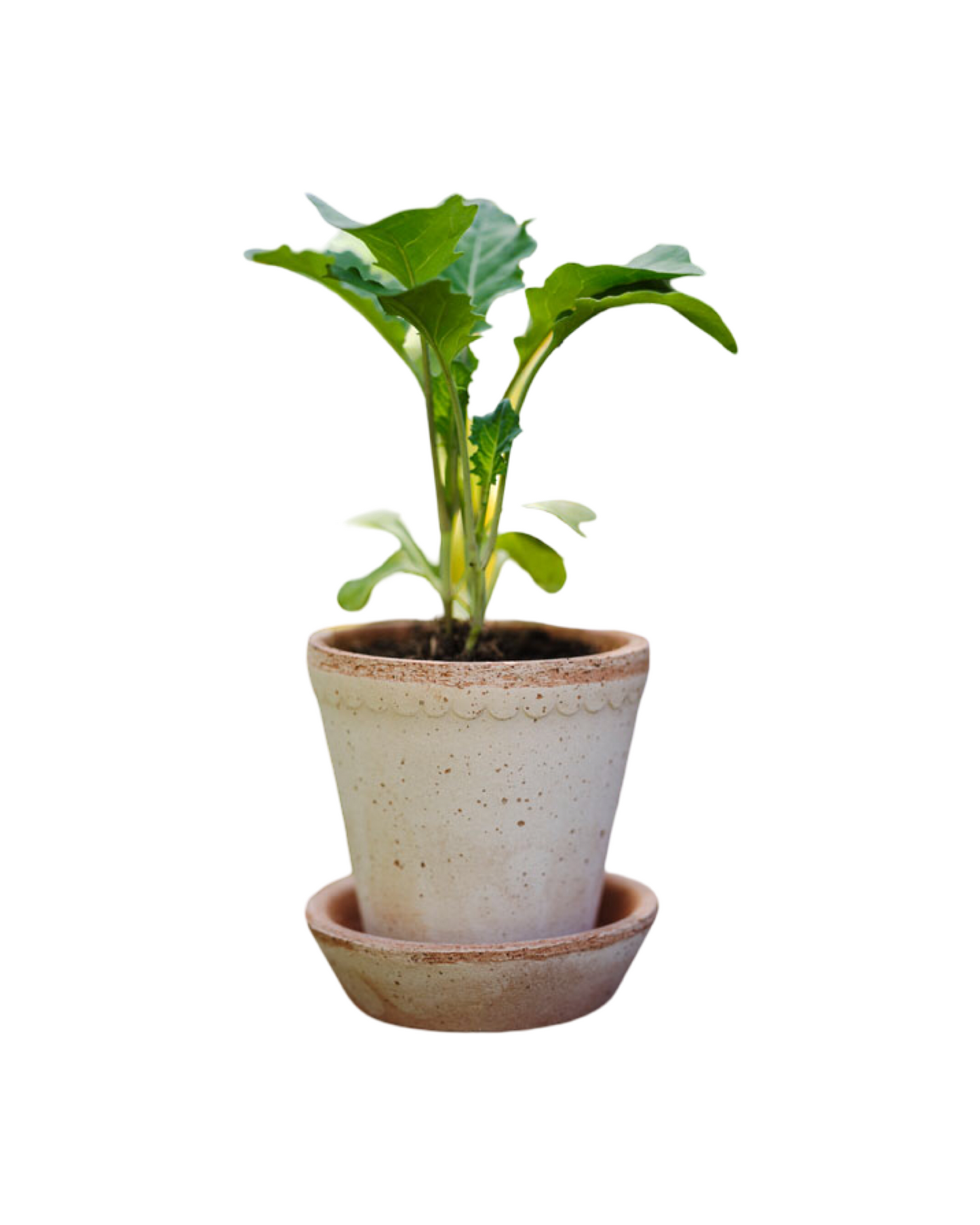 Helena Pot With Saucer - Rose