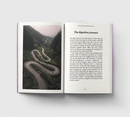 The Gut, A Pocket Primer