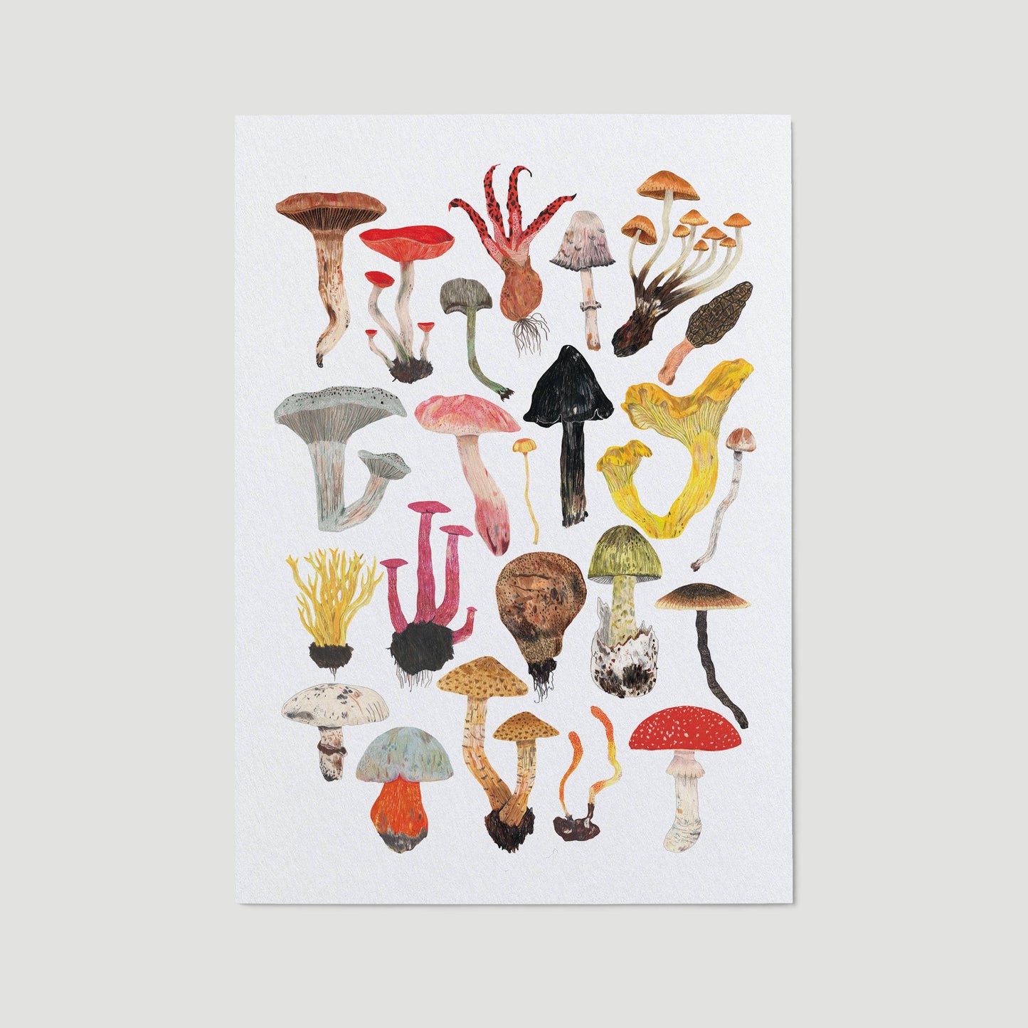 Mushrooms and Toadstools A3 Print