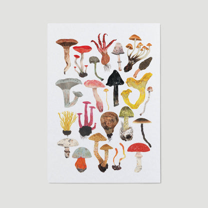 Mushrooms and Toadstools A3 Print