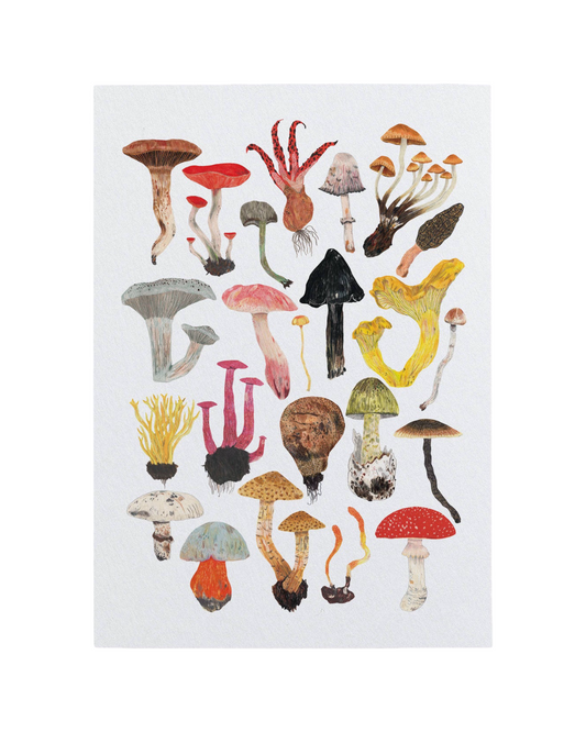 Mushrooms and Toadstools A3 Print