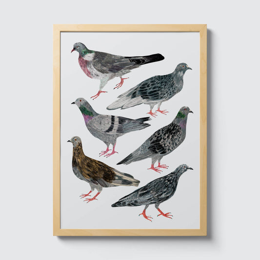Pigeons A3 Print