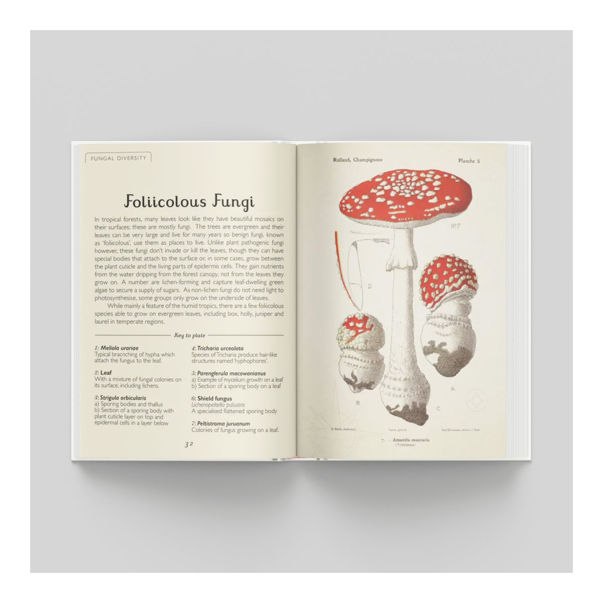 The Magic of Mushrooms