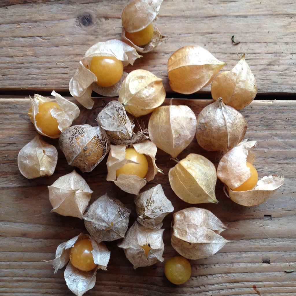 Golden Berry Cape Gooseberry Seeds