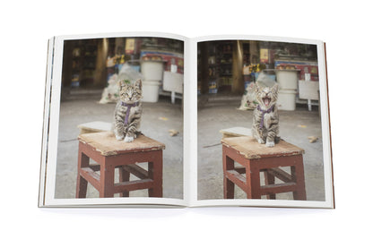 Shop Cats of China
