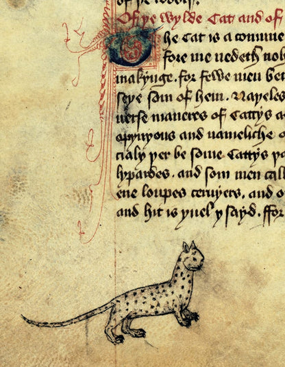 Cats in Medieval Manuscripts