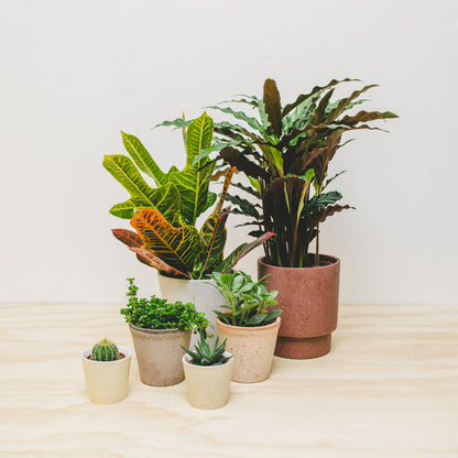 Mystery House Plant Box